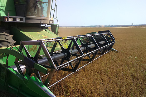 Recogida de anis y cilantro en grano