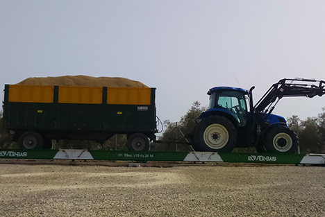 Recogida de anis y cilantro en grano