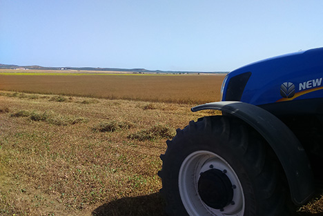 Recogida de anis y cilantro en grano