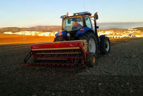 Siembra de anis y cilantro en grano