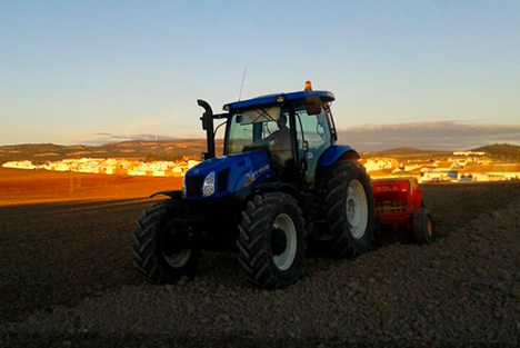 Siembra de anis y cilantro en grano