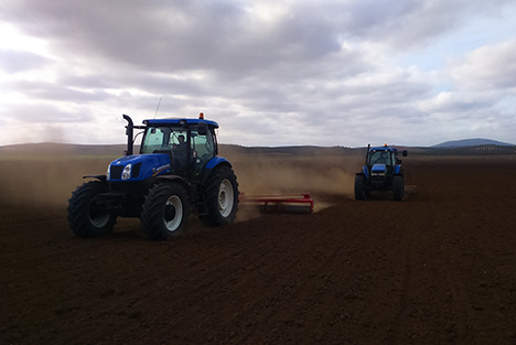 Siembra de anis y cilantro en grano