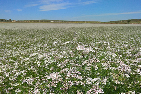 Cultivos de anis y cilantro en
                                            grano
