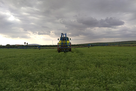 Cultivos de anis y cilantro en
                                            grano