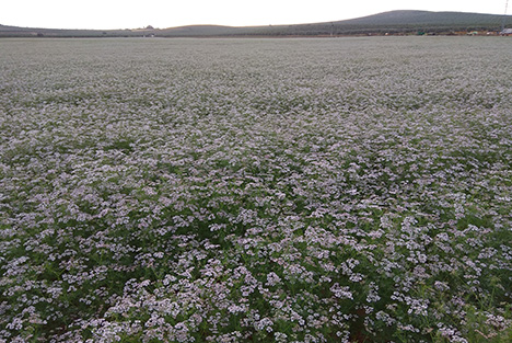 Cultivos de anis y cilantro en
                                                                                grano