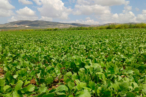 Cultivos de anis y cilantro en
                                                                                grano