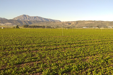 Cultivos de anis y cilantro en grano